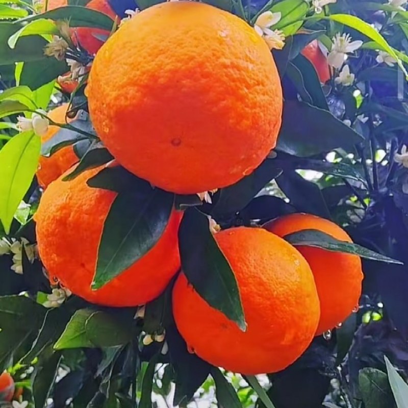 沃柑