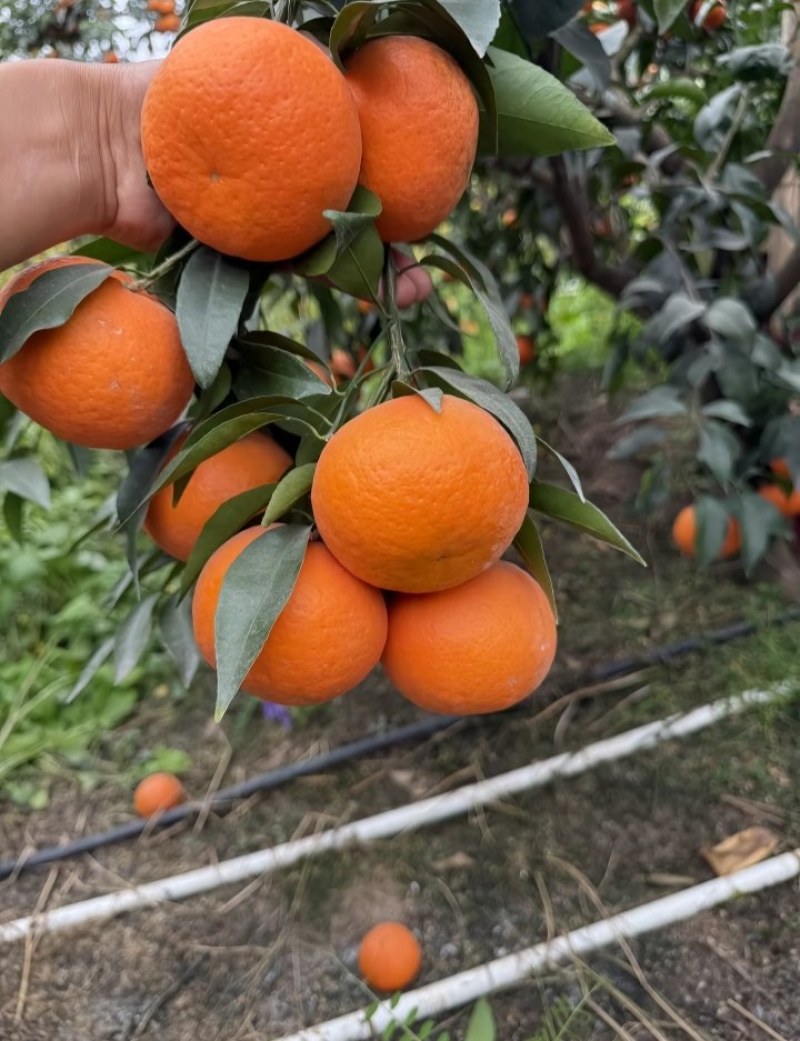沃柑