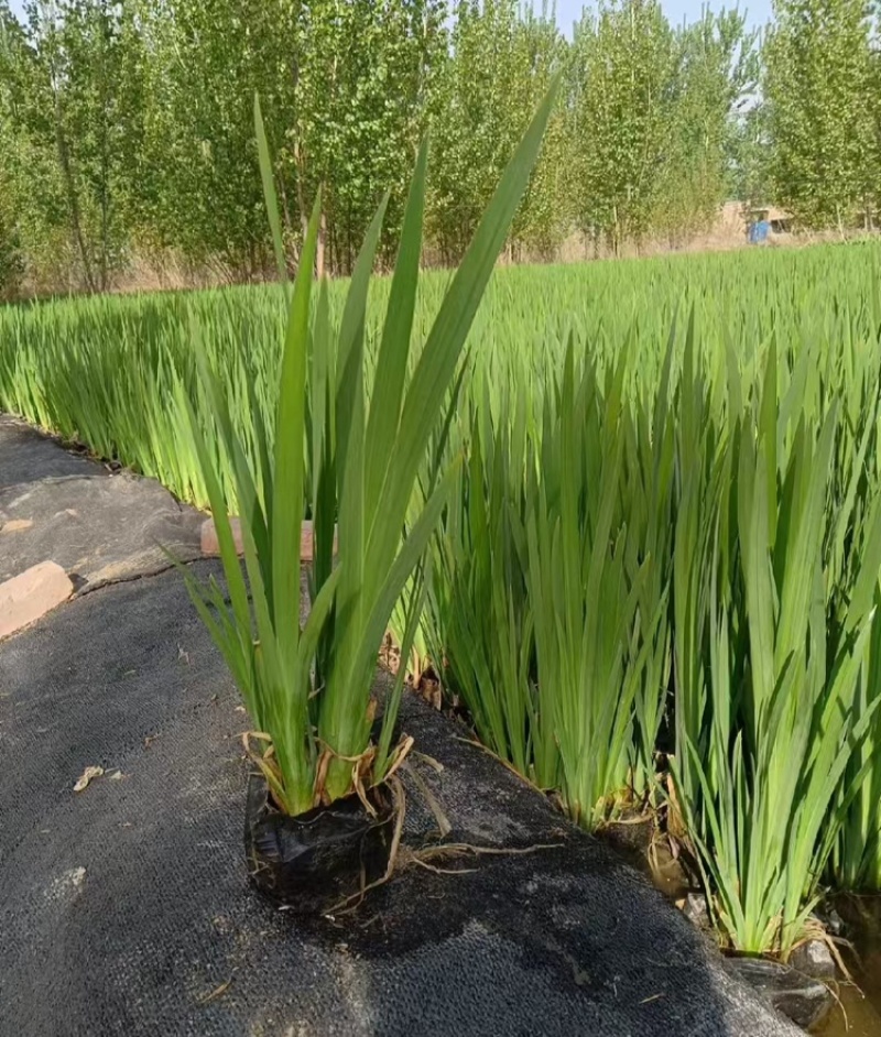 黄菖蒲品质保证一手货源大量有货产地直发价格美丽