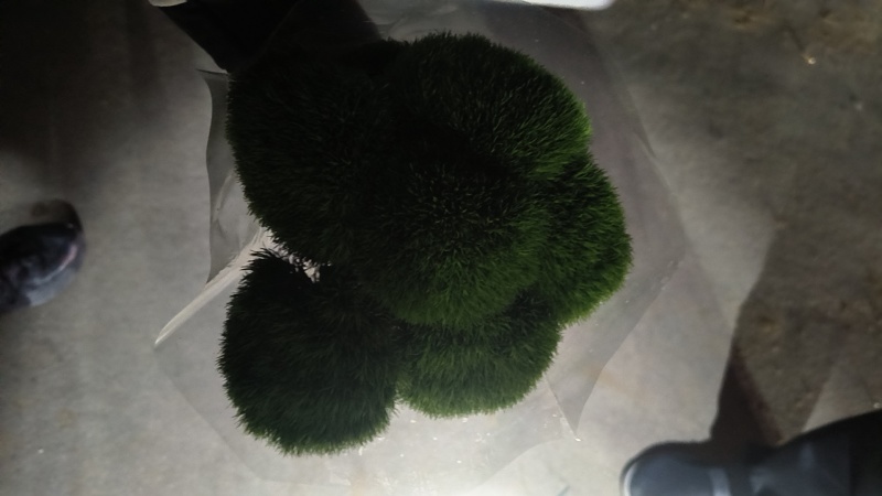 绿毛球