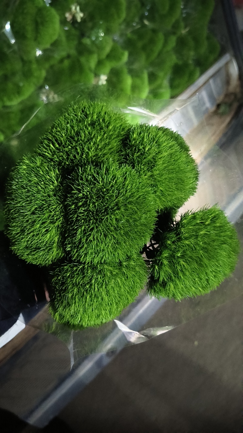 绿毛球
