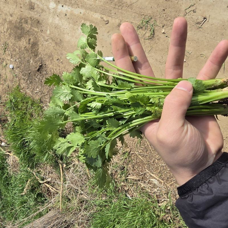 铁杆青香菜大量上市