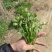 铁杆青香菜大量上市