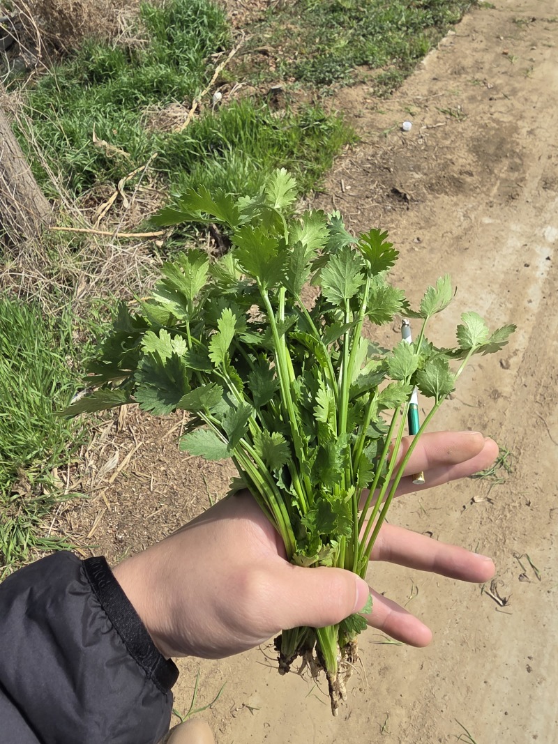 铁杆青香菜大量上市