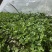 铁杆青香菜大量上市