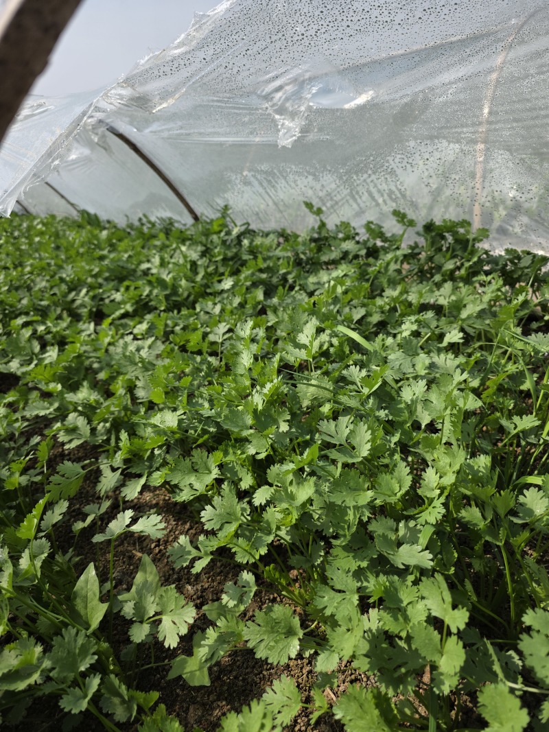 铁杆青香菜大量上市