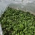 铁杆青香菜大量上市