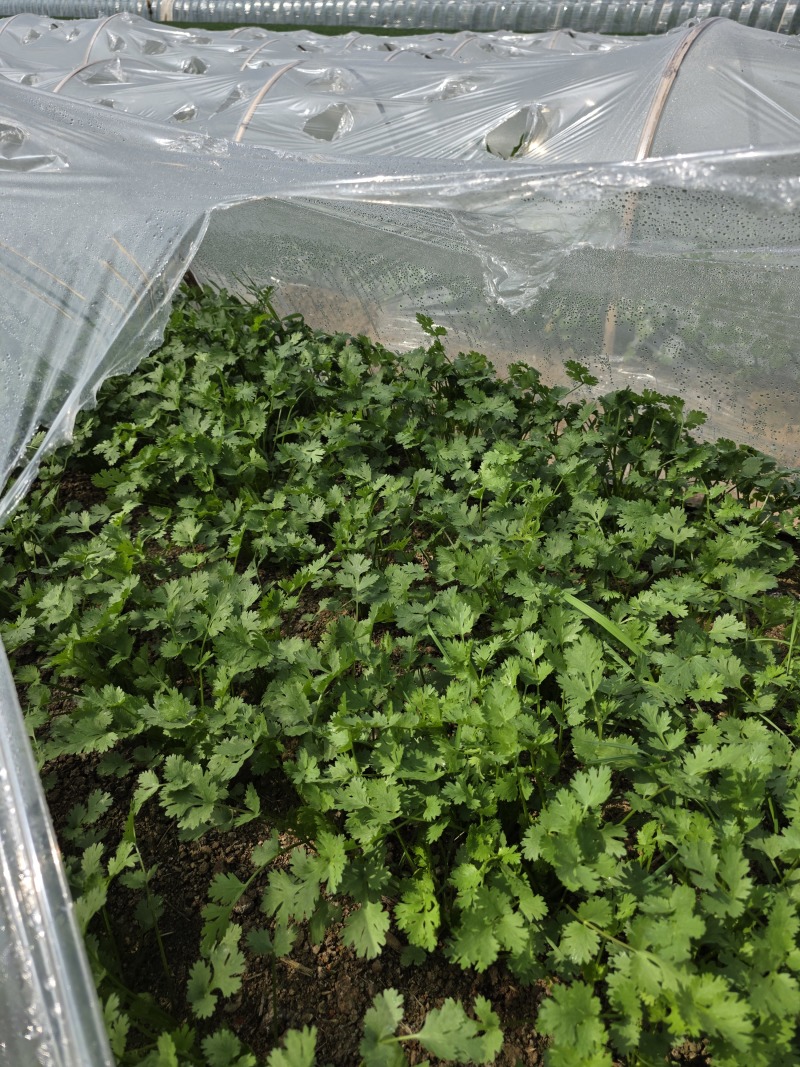 铁杆青香菜大量上市