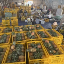 徐闻金钻凤梨一件代发源头产地直发，欢迎电商，直播老板砸单