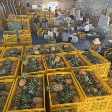徐闻金钻凤梨一件代发源头产地直发，欢迎电商，直播老板砸单