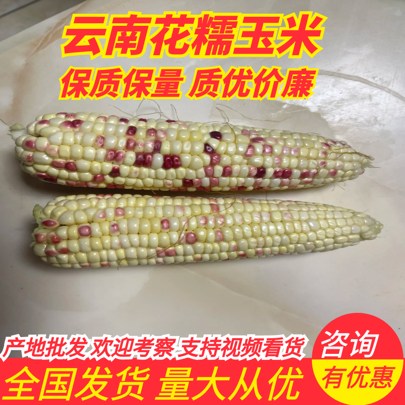 云南精品花糯玉米产地发货一手货源批发品质保证价格美丽
