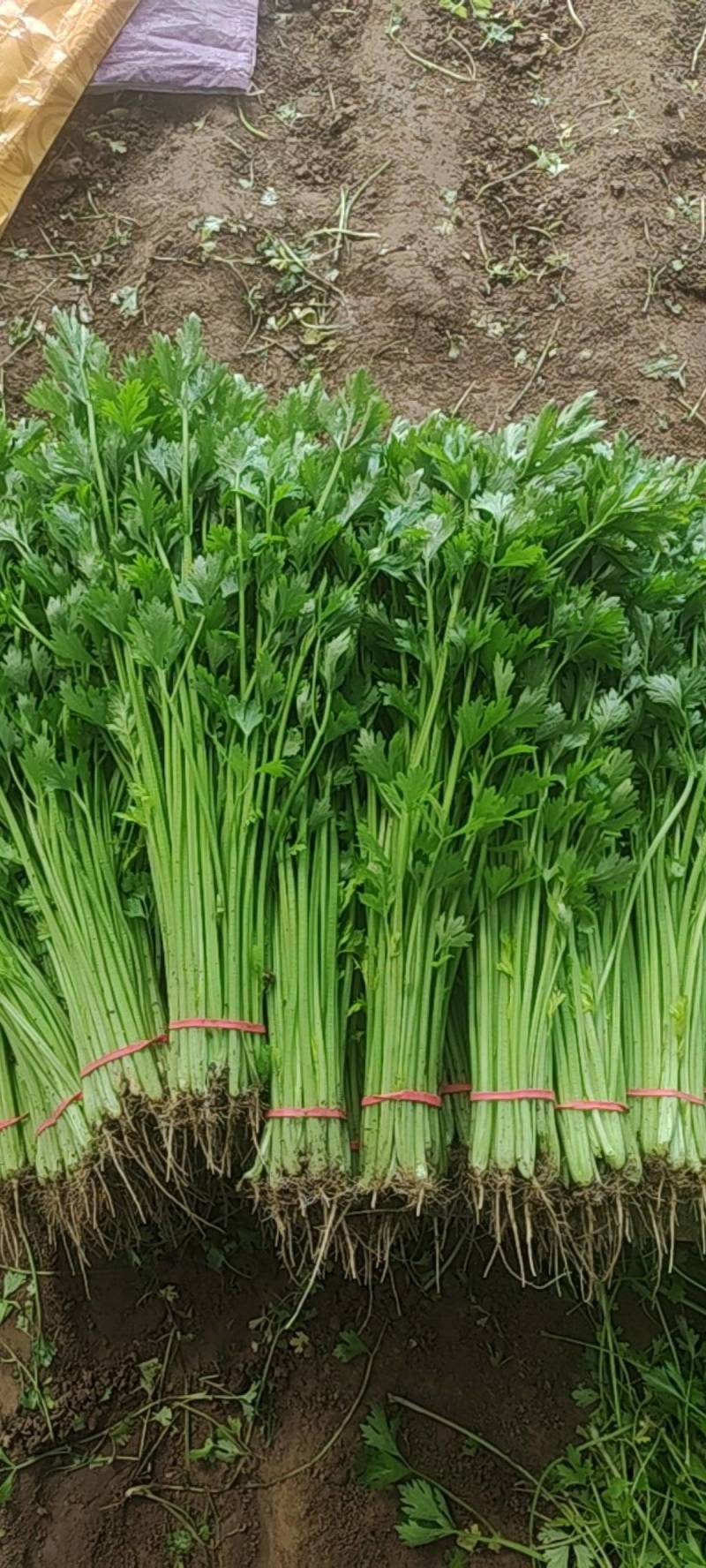 毛芹菜