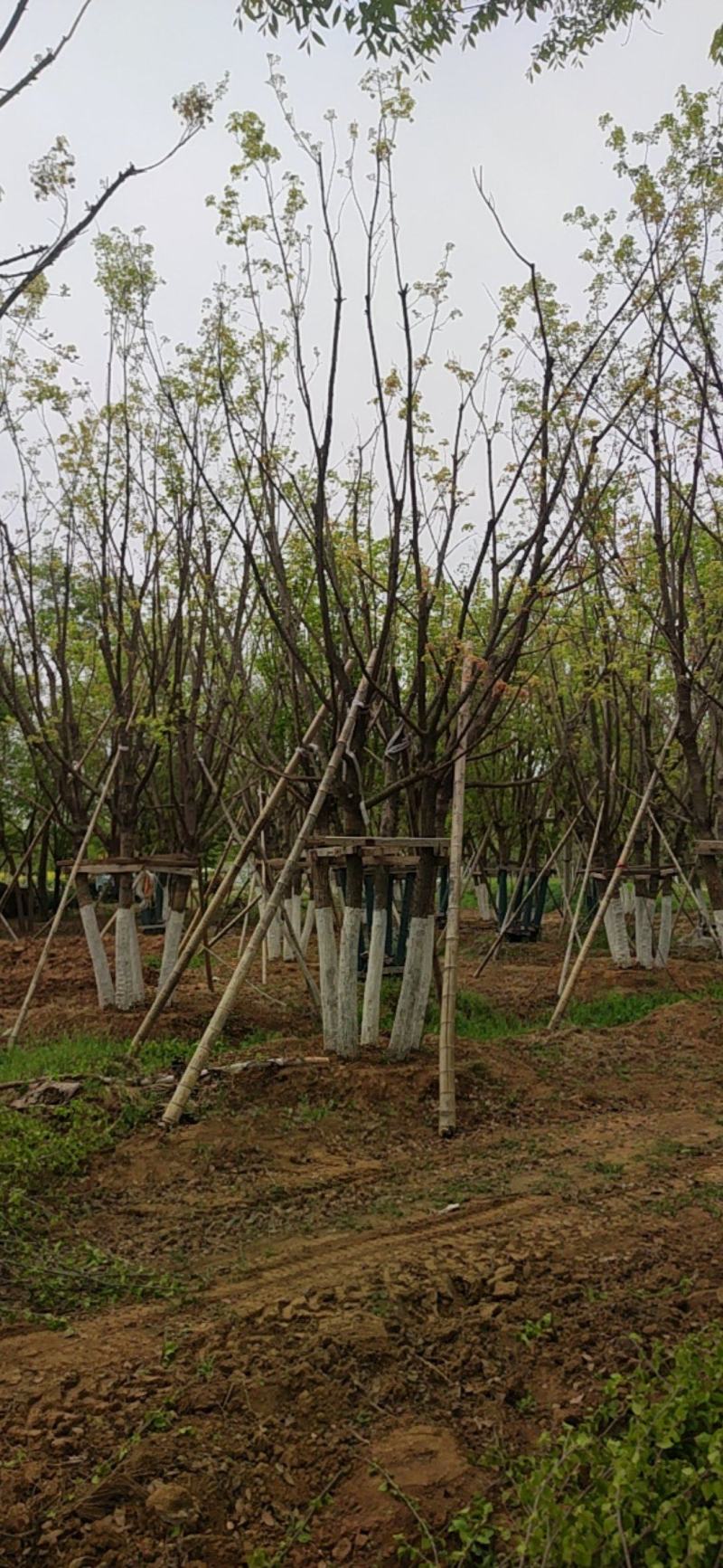 江苏丛生五角枫基地直供品质保证诚信经营欢迎联系