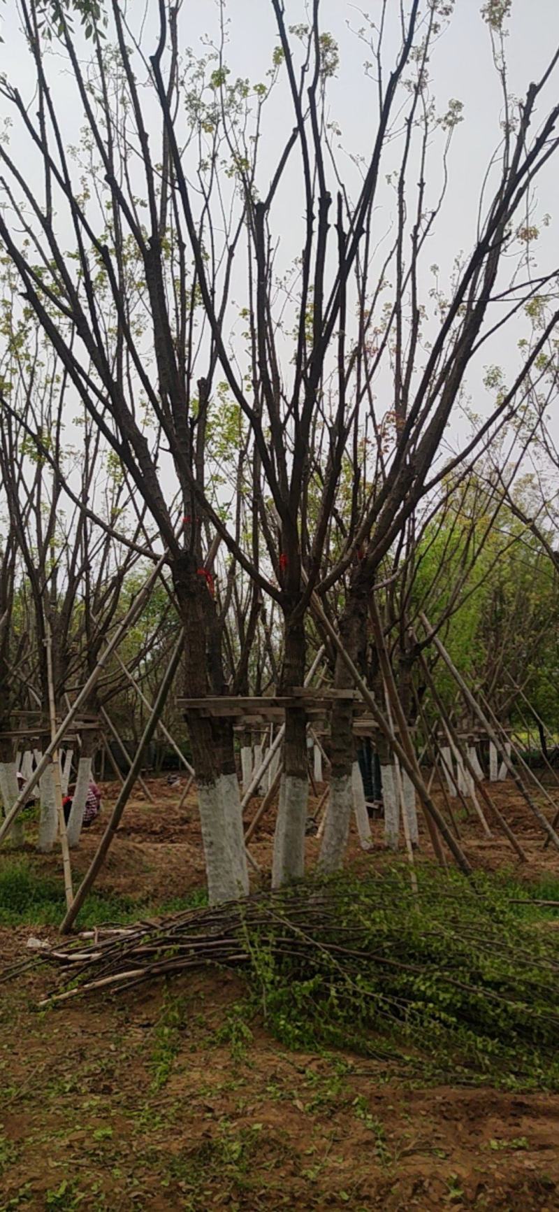 江苏丛生五角枫基地直供品质保证诚信经营欢迎联系