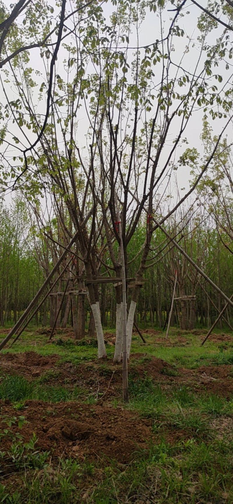 江苏丛生五角枫基地直供品质保证诚信经营欢迎联系