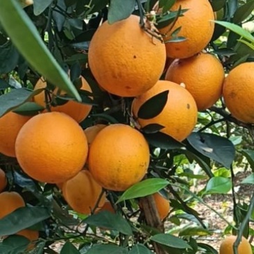夏橙