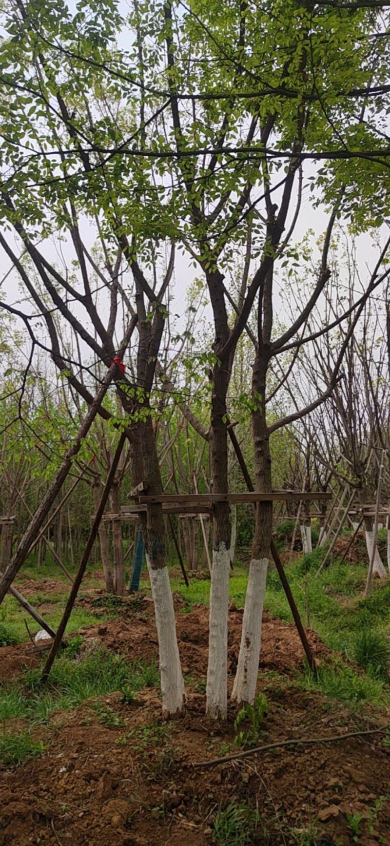 江苏丛生五角枫基地直供品质保证诚信经营欢迎联系
