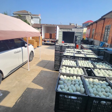 南昌松花皮蛋厂家。供应全国各地地摊创业电商平台销售。