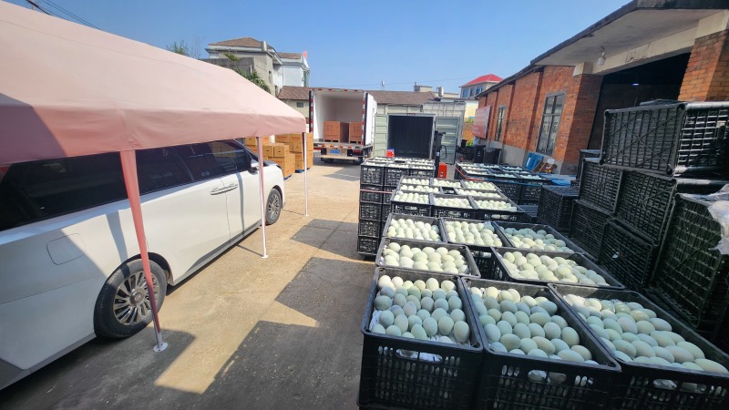 南昌松花皮蛋厂家。供应全国各地地摊创业电商平台销售。