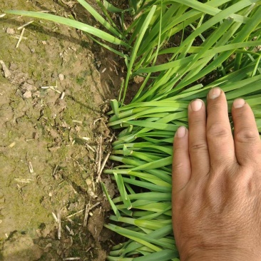 【头茬】自家种植的大叶韭菜头茬新货可发往全国价格美丽