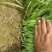 【头茬】自家种植的大叶韭菜头茬新货可发往全国价格美丽
