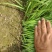 【头茬】自家种植的大叶韭菜头茬新货可发往全国价格美丽