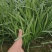 【头茬】自家种植的大叶韭菜头茬新货可发往全国价格美丽