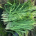 【头茬】自家种植的大叶韭菜头茬新货可发往全国价格美丽