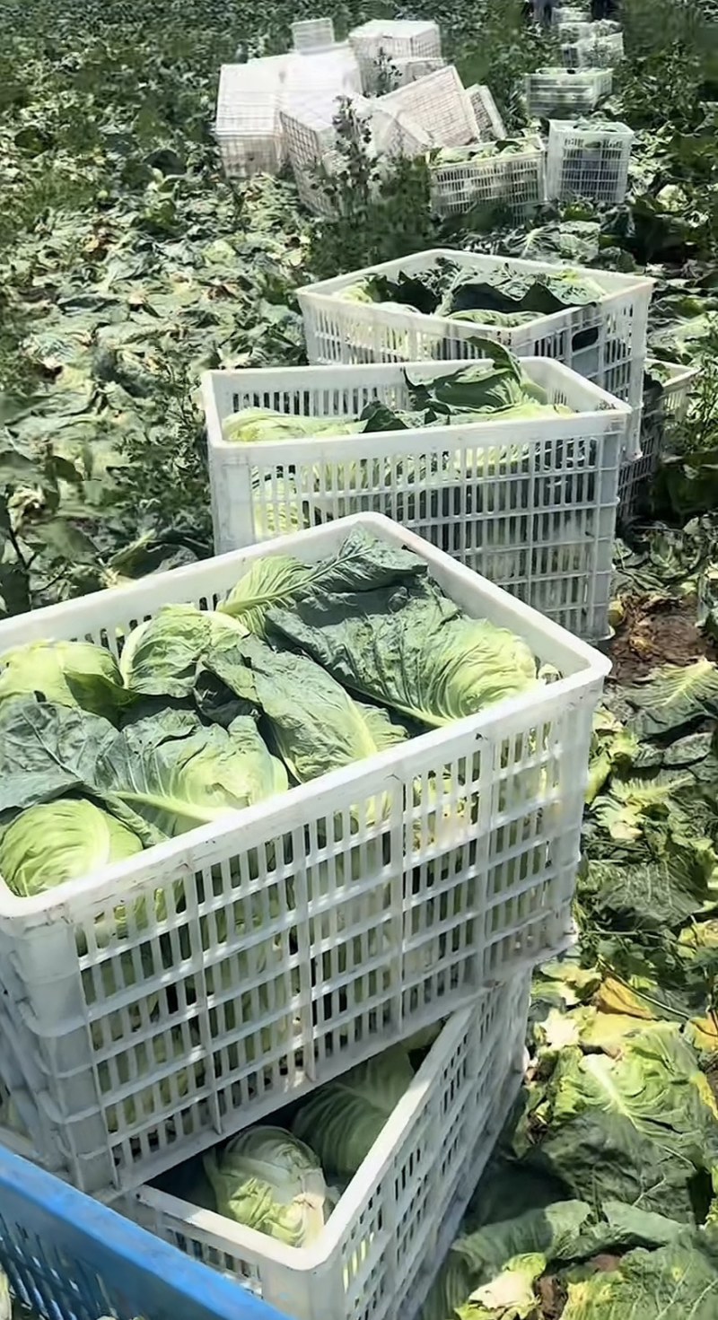精品牛心菜