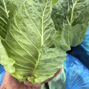 精品牛心菜