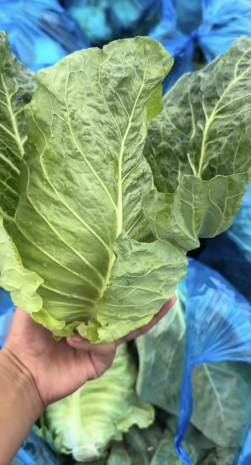 精品牛心菜