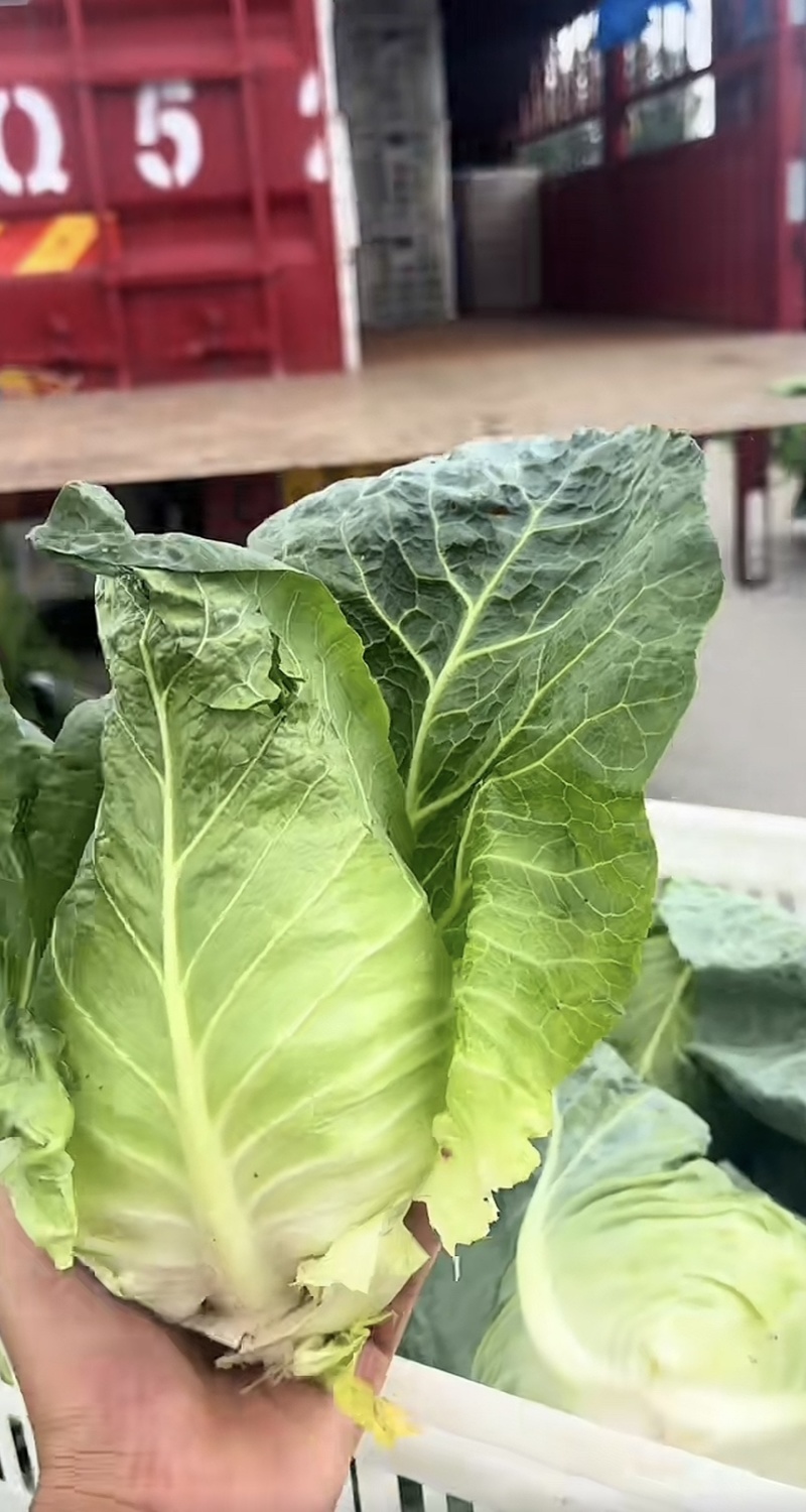 精品牛心菜
