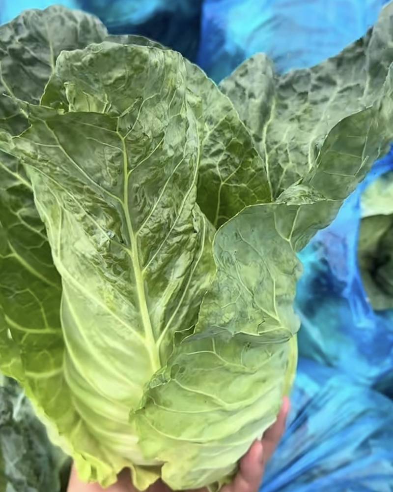 精品牛心菜