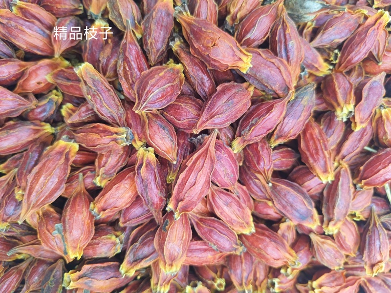 栀子大栀子今年新货全干颜色好批发各种中药材