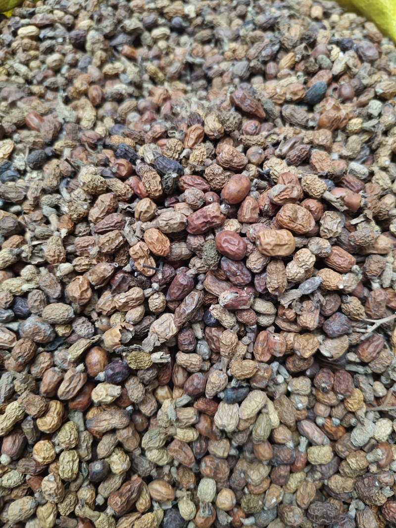 （精品红豆蔻）红豆蔻印尼红豆蔻各种香辛料批发零售