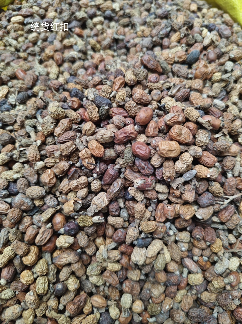 （精品红豆蔻）红豆蔻印尼红豆蔻各种香辛料批发零售