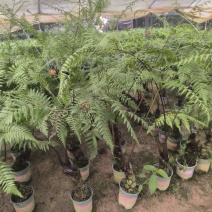 麟毛蕨基地直销