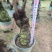 麟毛蕨基地直销