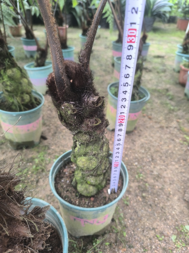 麟毛蕨基地直销
