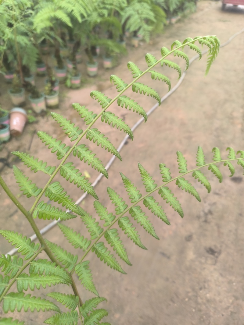 麟毛蕨基地直销