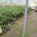 麟毛蕨基地直销