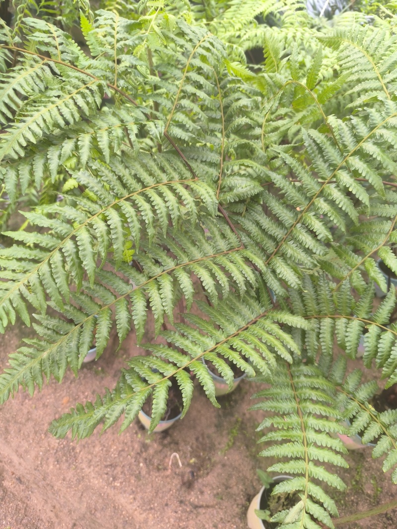 麟毛蕨基地直销
