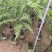 麟毛蕨基地直销