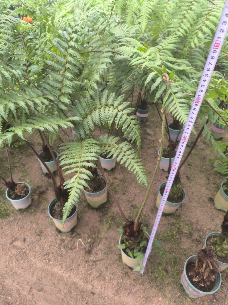 麟毛蕨基地直销