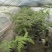 麟毛蕨基地直销