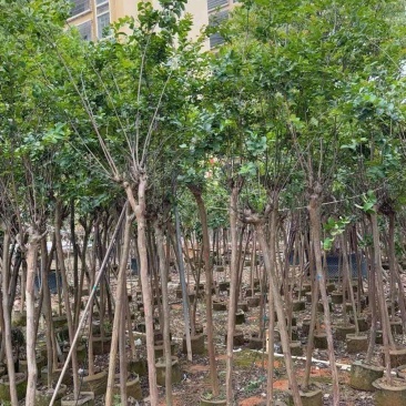 绿化苗木/小叶紫薇/广东揭阳普宁市优质绿化苗木基地直发