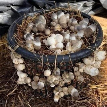 草菇出菇套装含1斤菌种5斤发酵好的培养料到家播种坐等出菇