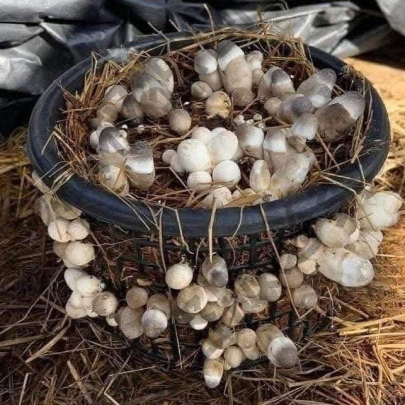 草菇出菇套装含1斤菌种5斤发酵好的培养料到家播种坐等出菇
