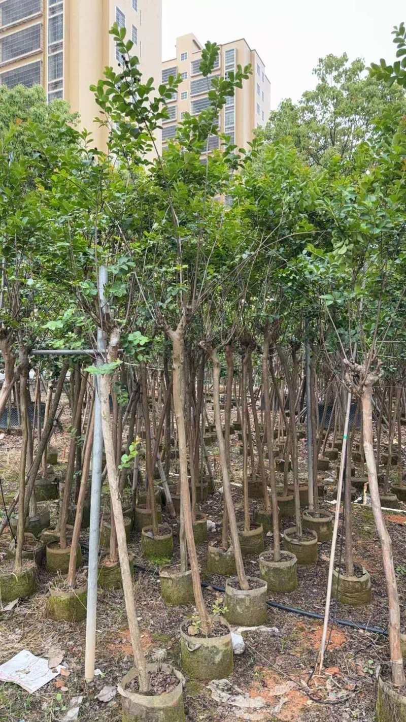 绿化苗木/小叶紫薇/广东揭阳普宁市优质绿化苗木基地直发