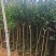 绿化苗木/小叶紫薇/广东揭阳普宁市优质绿化苗木基地直发